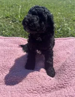 Bess, a female Bernedoodle for sale in Camden, MI – 8 of 9