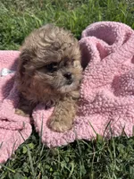 Daisy , a female Shihpoo for sale in Camden, MI – 8 of 8