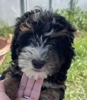 Lucky, a male Miniature Bernedoodle for sale in Camden, MI – 1 of 5