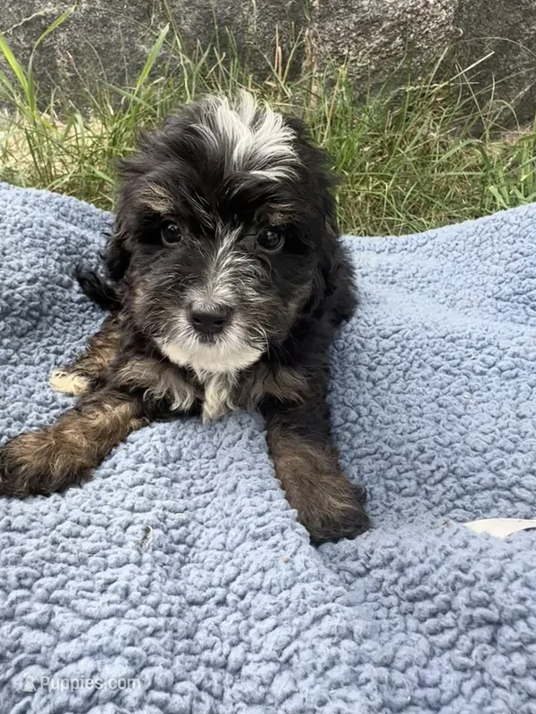 Otis – Miniature Bernedoodle puppy for sale in Camden, MI