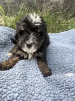 Otis, a male Miniature Bernedoodle for sale in Camden, MI – 1 of 5