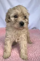 Jazzy , a female Cavapoo for sale in Camden, MI – Photo 2 of 5