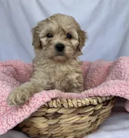Jazzy , a female Cavapoo for sale in Camden, MI – Photo 5 of 5