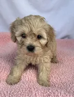 Jazzy , a female Cavapoo for sale in Camden, MI – Photo 4 of 5