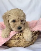 Jazzy , a female Cavapoo for sale in Camden, MI – Photo 3 of 5