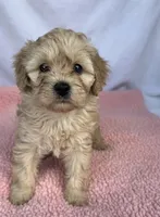Jazzy , a female Cavapoo for sale in Camden, MI – Photo 1 of 5