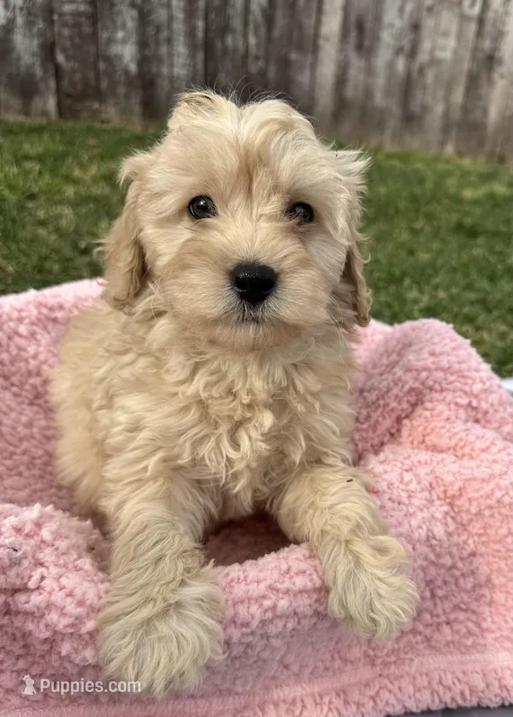 Jazzy  – Cavapoo puppy for sale in Camden, MI