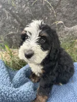 Archie, a male Miniature Bernedoodle for sale in Camden, MI – 5 of 8