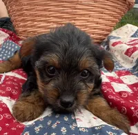 Annie , a female Yorkshire Terrier for sale in Camden, MI – 2 of 4
