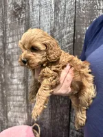 Minnie, a female Cavapoo for sale in Camden, MI – Photo 6 of 8