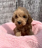 Minnie, a female Cavapoo for sale in Camden, MI – Photo 2 of 8