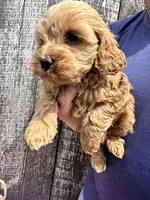 Minnie, a female Cavapoo for sale in Camden, MI – Photo 8 of 8