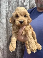 Minnie, a female Cavapoo for sale in Camden, MI – Photo 7 of 8