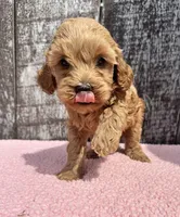 Minnie, a female Cavapoo for sale in Camden, MI – Photo 5 of 8