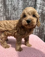 Minnie, a female Cavapoo for sale in Camden, MI – Photo 4 of 8