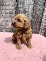 Minnie, a female Cavapoo for sale in Camden, MI – Photo 3 of 8