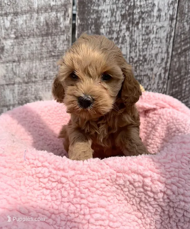 Minnie – Cavapoo puppy for sale in Camden, MI