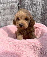 Minnie, a female Cavapoo for sale in Camden, MI – Photo 1 of 8