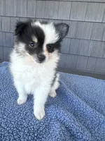 Oreo, a male Pomeranian for sale in Camden, MI – 5 of 7