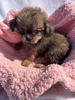 Princess , a female Shih Tzu for sale in Camden, MI – 6 of 6