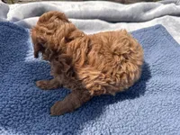 Jack, a male Miniature Goldendoodle for sale in Camden, MI – 3 of 4