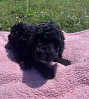 Bess, a female Bernedoodle for sale in Camden, MI – 5 of 9