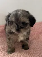 Susie, a female Shihpoo for sale in Camden, MI – 4 of 5