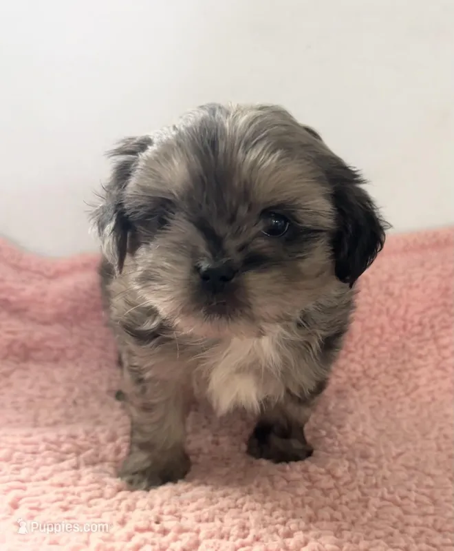 Susie – Shihpoo puppy for sale in Camden, MI