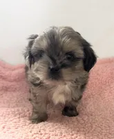 Susie, a female Shihpoo for sale in Camden, MI – 1 of 5