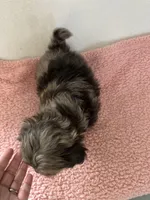 Susie, a female Shihpoo for sale in Camden, MI – 5 of 5
