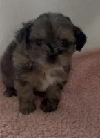 Susie, a female Shihpoo for sale in Camden, MI – 3 of 5