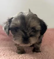 Susie, a female Shihpoo for sale in Camden, MI – 2 of 5