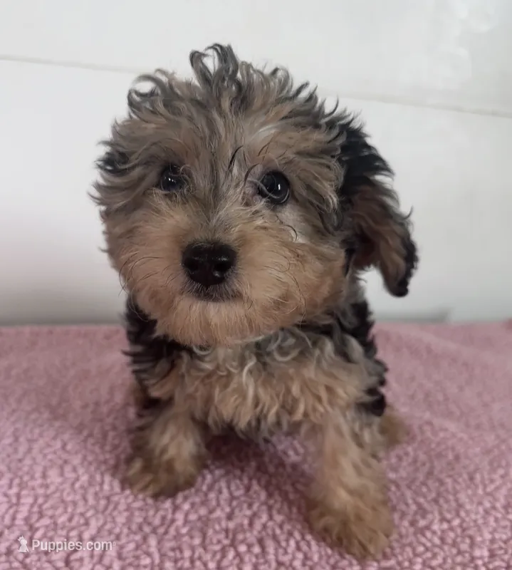 Duchess – Yorkipoo puppy for sale in Camden, MI