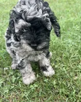 Gloria , a female Miniature Bernedoodle for sale in Camden, MI – 7 of 8
