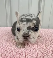 Pixie - AKC, a female French Bulldog for sale in Camden, MI – 2 of 5