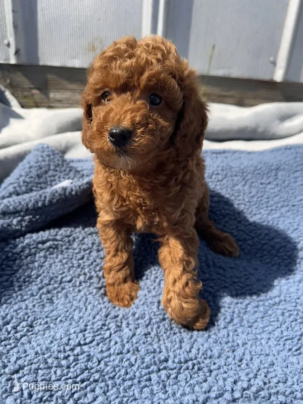 Walker – Miniature Goldendoodle puppy for sale in Camden, MI