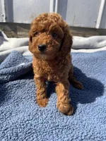Walker, a male Miniature Goldendoodle for sale in Camden, MI – 1 of 4