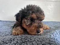 Theo, a male Yorkipoo for sale in Camden, MI – 5 of 5