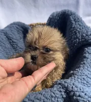 Prince, a male Shih Tzu for sale in Camden, MI – 2 of 7