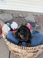 Remi, a male Miniature Dachshund for sale in Camden, MI – Photo 4 of 6