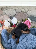 Remi, a male Miniature Dachshund for sale in Camden, MI – Photo 5 of 6