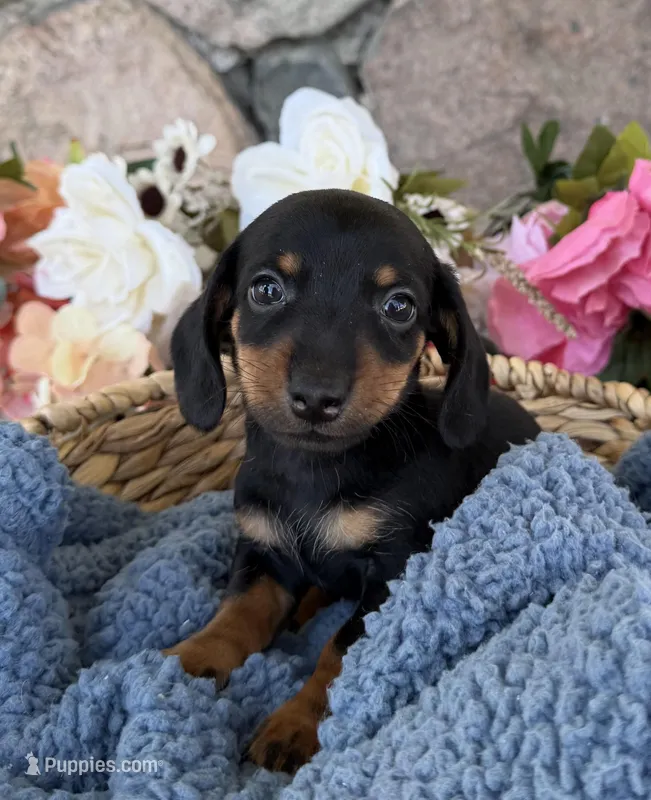 Remi – Miniature Dachshund puppy for sale in Camden, MI
