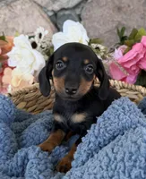 Remi, a male Miniature Dachshund for sale in Camden, MI – Photo 1 of 6