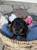 Remi, a male Miniature Dachshund for sale in Camden, MI – Photo 2 of 6