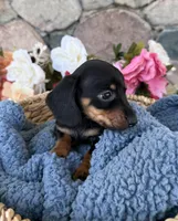 Remi, a male Miniature Dachshund for sale in Camden, MI – Photo 3 of 6