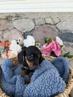 Remi, a male Miniature Dachshund for sale in Camden, MI – Photo 6 of 6