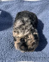 Duke, a male Yorkipoo for sale in Camden, MI – 6 of 6
