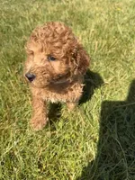Pal, a male Miniature Goldendoodle for sale in Camden, MI – 2 of 4