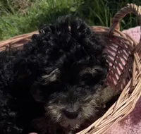 Trixie, a female Miniature Bernedoodle for sale in Camden, MI – 3 of 8