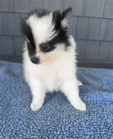 Oreo, a male Pomeranian for sale in Camden, MI – 2 of 7